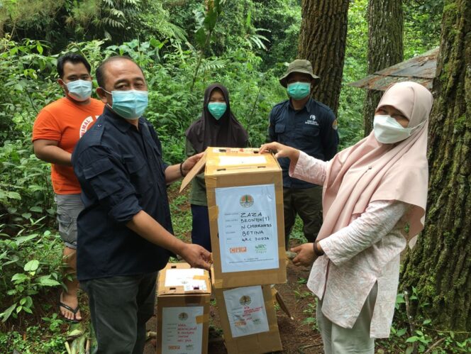 
 Balai KSDA Yogyakarta Bersama Mitra Translokasikan 5 Raptor ke TNGHS