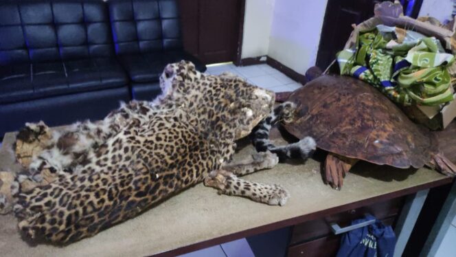 
 Gakkum KLHK Amankan Penjual Bagian Satwa Dilindungi secara Online di Kota Bekasi