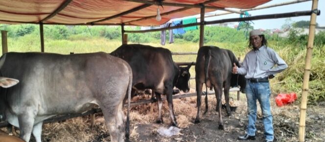 
 Sapi Asal Bima Jenis Terbaik untuk Kurban Hari Raya Idul Adha