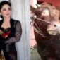 Sapi Kurban Idul Adha Dewi Persik Konflik Dengan Ketua RT Setempat