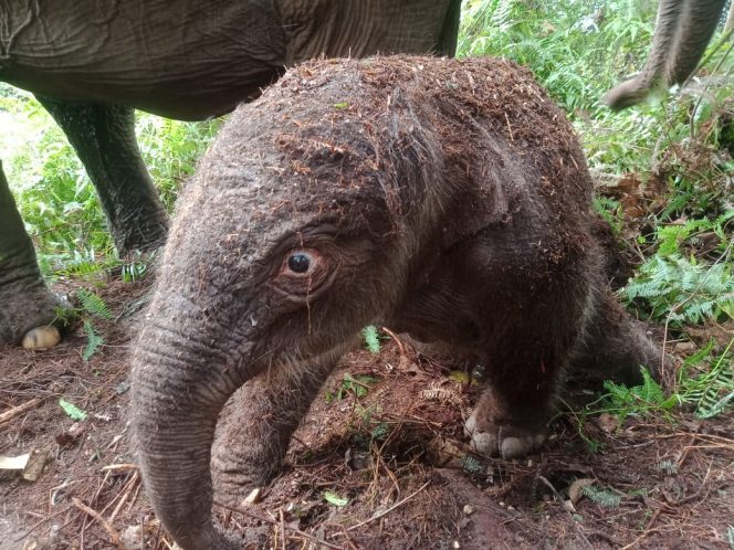 
 Seekor Anak Gajah Sumatera Lahir di Elephants Flying Squad TN Tesso Nilo
