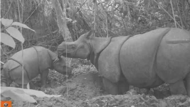 
 Seekor Individu Baru Anak Badak Jawa Terekam di TNUK