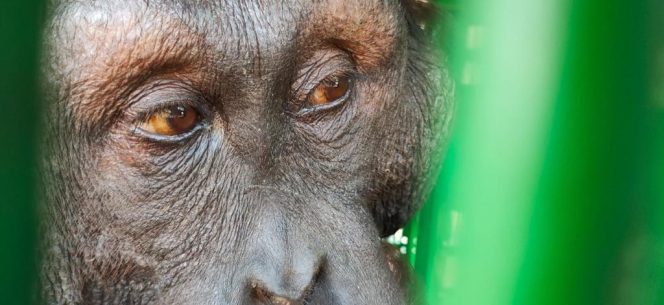 
 Balai KSDA Kaltim Selamatkan Dua Orangutan di Jalan Poros Bengalon Muara Wahau Kutai Timur