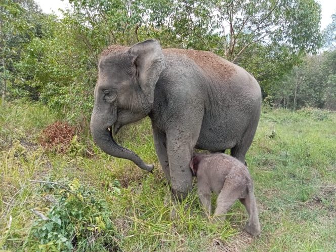 
 Kelahiran Bayi Gajah Sumatera, Susul Kehadiran Bayi Badak Sebelumnya di TN Way Kambas