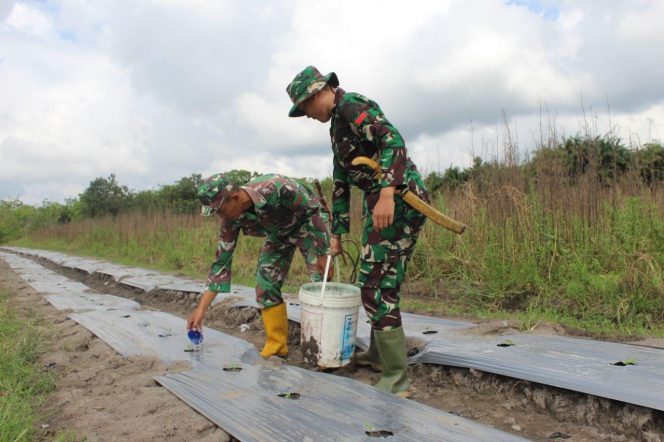 
 Lahan Kosong Milik Kodim 1012/Buntok Seluas 5 Ha Menjadi Kebun Semangka