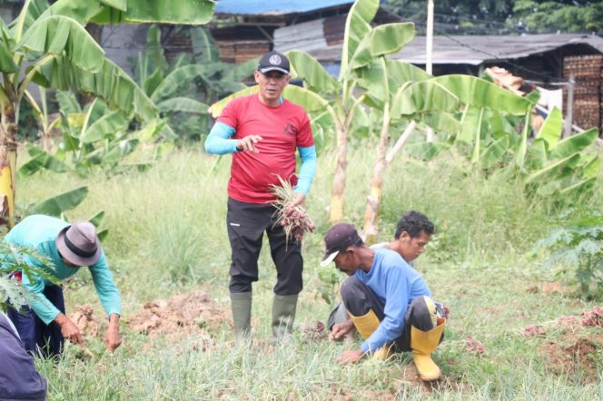 
 Uji Coba Tanam Bawang Merah Di Lahan Kering, Ternyata Hasilnya Super
