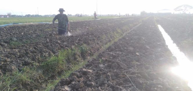 
 Prajurit Korem 051/Wkt Bekerja Sama dengan Poktan ( Warga Jaya ) Tingkatkan Budidaya Tanaman Bawang Merah