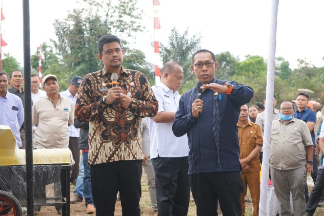 
 Bupati Taput dan Gubernur Sumut Tanam Jagung di Parmonangan: Bentuk Kolaborasi Dorong Ketahanan Pangan dan Respons Keluhan Petani
